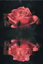 red rose