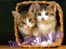 CATS 