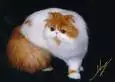 fluffy ki