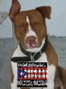 P.RICO PITBULL