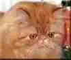 my kitty kat tod
