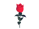 Red rose