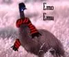 emo emu