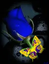 blue rose