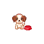 cute puppy