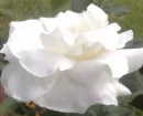 W ROSE 17062008718