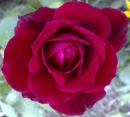 RED ROSE ilu