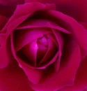 RED ROSE HEART