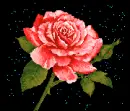 Rosa Rose