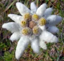 edelweiss