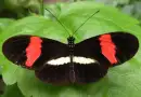 Borboleta Heliconius