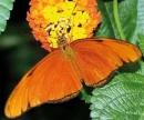 Borboleta  Dryas