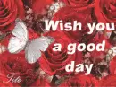 wish you a good day