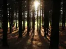 woods