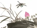 Odonata/dragonflies
