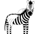 zebra
