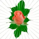 Clear