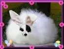 GEORGIE DOGGIETAIL