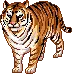 tiger