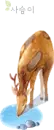 deer