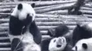 Panda Bear
