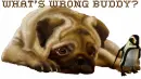 What's wrong Buddy