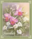 Hummingbird and Orchids - Sunday