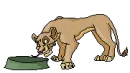 Lion King