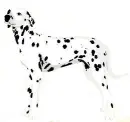 dalmation