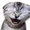 Laugh Cat