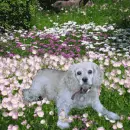 Dog Animation