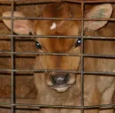 Calf
