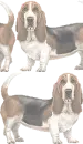 Basset Hound Background