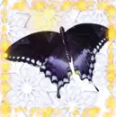 fly