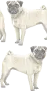 Pug Background
