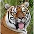 Tiger Licking Screen