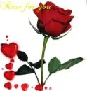rose for you