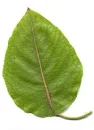 Leaf