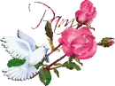 White dove - Pam