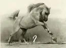 I Love Arabians
