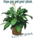Judi's  Peace Lily