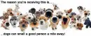 Puppies