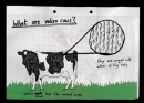 Velcro Cows