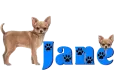Dog Name Tag with Jane
