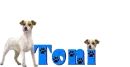 Dog Name Tag with Toni