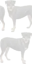 Rottweiler Background