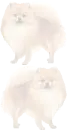 Pomeranian Background