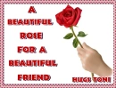 A Beautiful Rose with hugs Toni