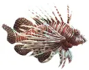 Fisch