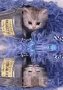 Meow